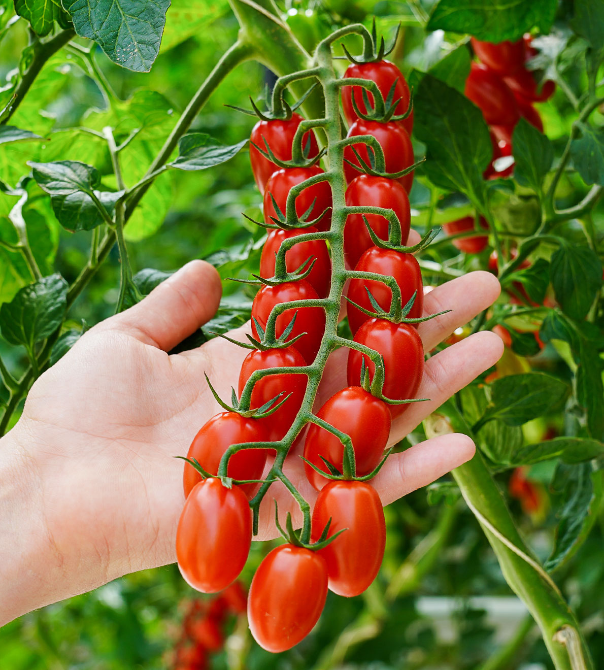 tomate_hand_start
